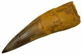 Fossil Spinosaurus Tooth - Composite Tooth #328055-1